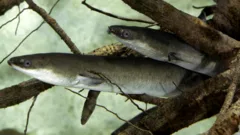 Islanders asked to report sightings of rare eel