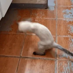 Gatinha que escapou da eutanásia agora reina em pet shop no Jardim Los Angeles