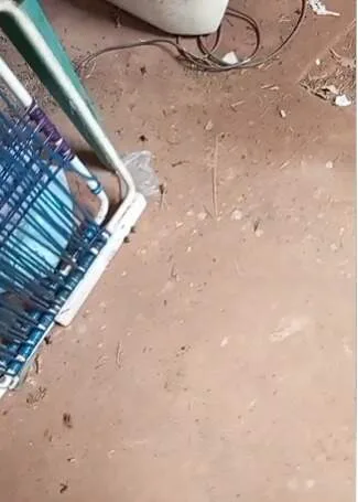 Infestação de sapinhos invade casas e assusta moradores do Jardim Los Angeles