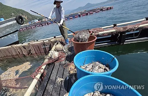 경남 양식어류 15만마리 추가 폐사…누적 재산피해 143억