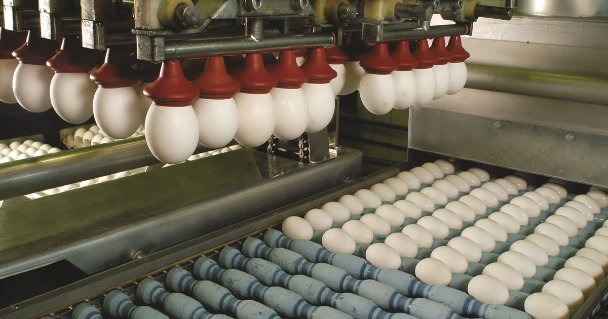 Las exportaciones de huevos alcanzaron el mayor valor de la década en los primeros ocho meses del año