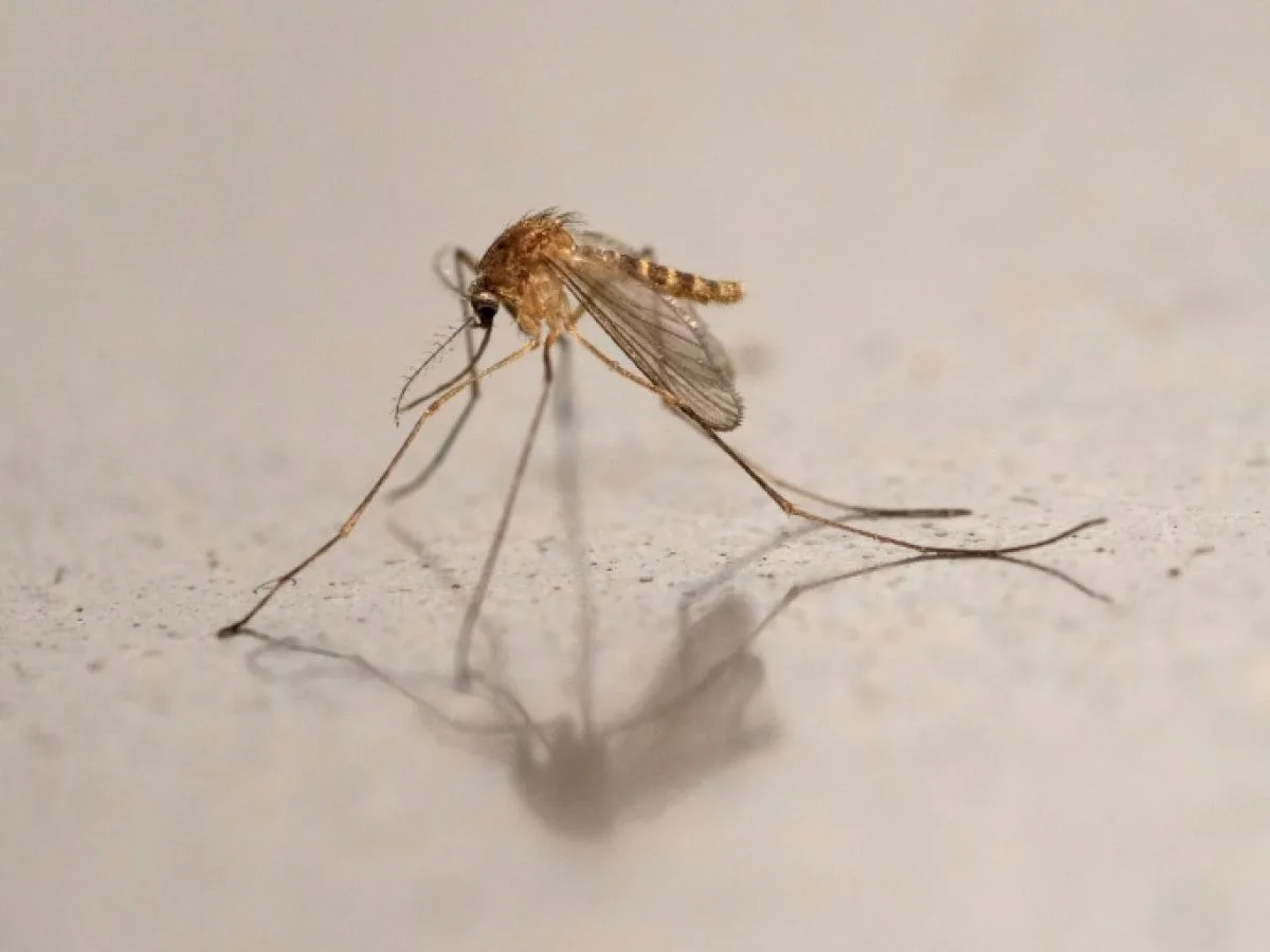 Le virus du Nil s'implante toujours un peu plus en France: nombre de cas record pour 2026