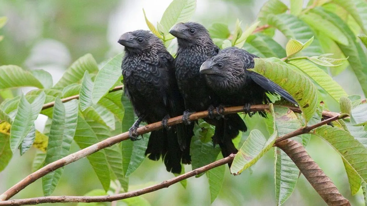 Farmers introduced this bird to control ticks; El Nino spread it across Galapagos