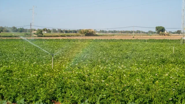 Agricultura reduziu drasticamente uso de água, mas clima ameaça ganhos