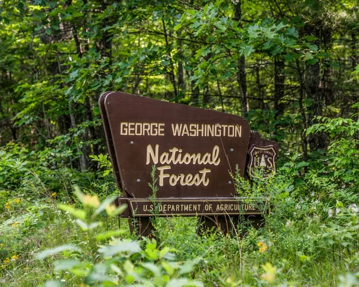 Trump administration to rescind rule protecting old growth forests