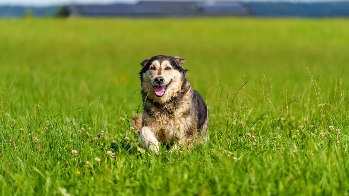 Frei laufende Hunde: Wann haftet der Halter, wenn ohne Leine etwas passiert?