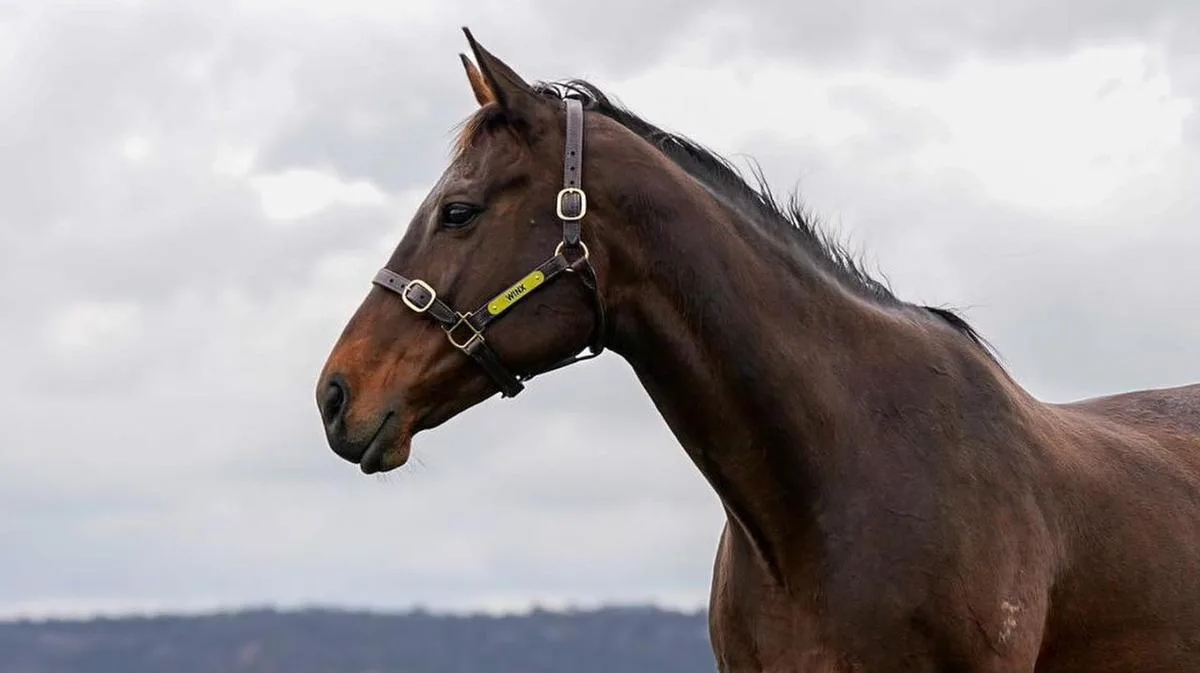 Racing world rejoices as Aussie icon Winx gives birth again: ‘Best foal yet’