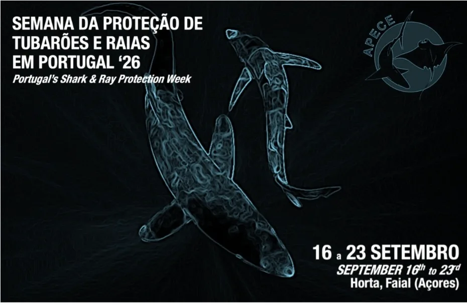 Observação de tubarões e raias marca semana no Faial