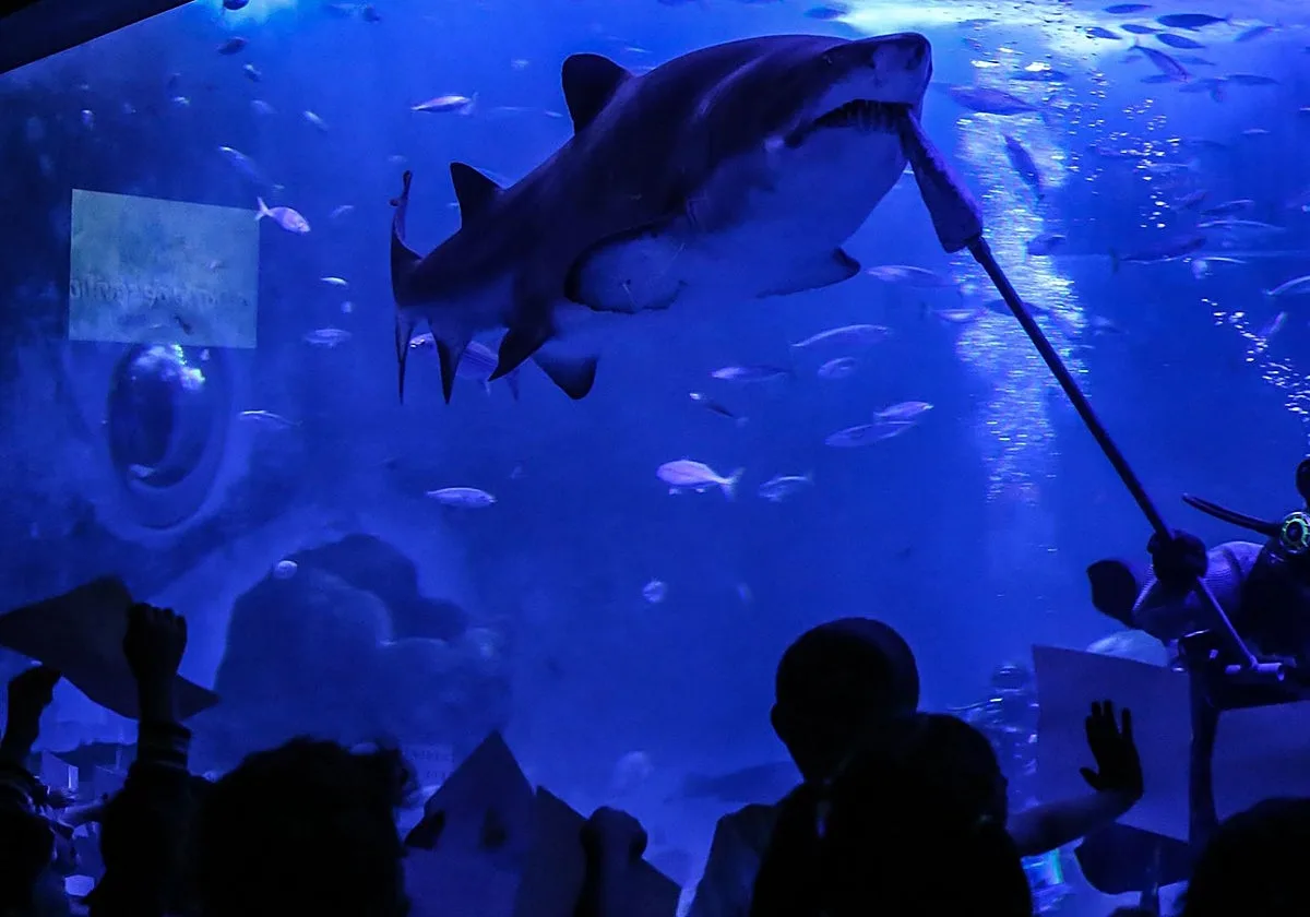 Una noche con tiburones y un curso de experto en huesos: así será Halloween en el Acuario de Sevilla