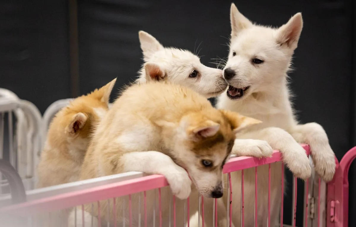 La Fondation 30 Millions d’Amis demande l’interdiction des salons du chiot