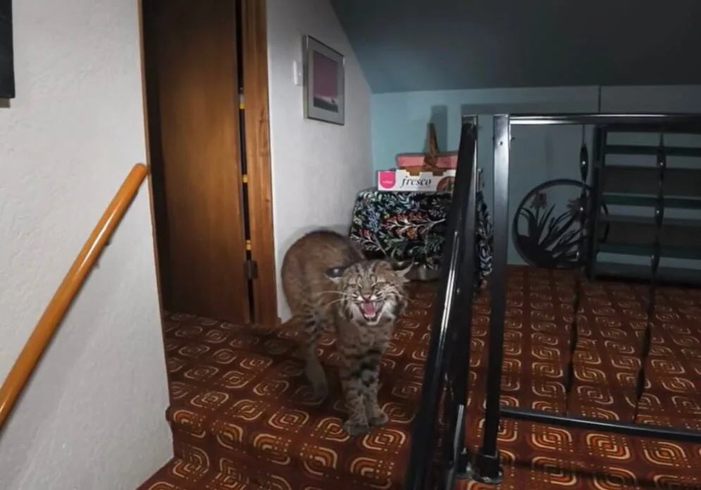 Una abuela de 93 años creyó que tenía un ladrón en su casa y resultó ser un lince rojo: el increíble rescate policial en Washington