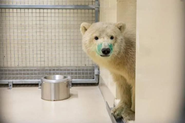 Orphaned polar bear to be ‘ambassador’ for Churchill at Assiniboine Park Zoo