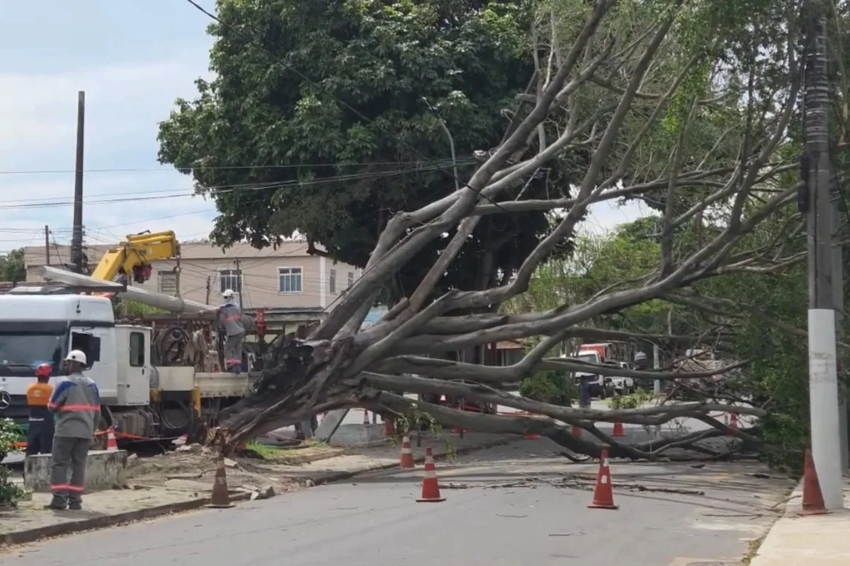 Árvore cai em frente à escola municipal e atinge rede elétrica em Guarus, em Campos