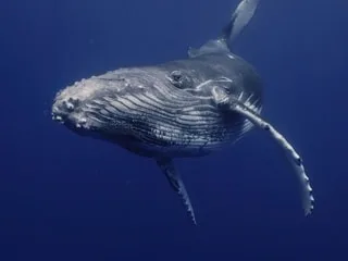 «C’est vraiment déchirant de voir cette femelle toucher sans cesse le petit» : une baleine à bosse filmée en plein deuil