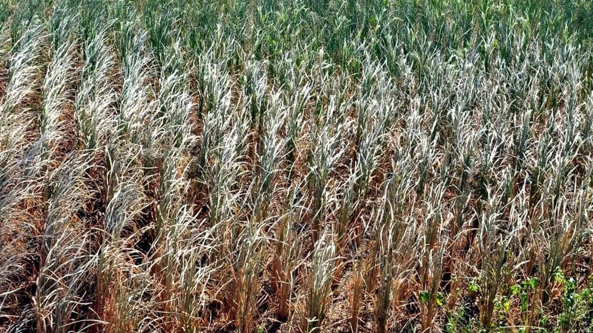 Avoid water intensive crops to avoid financial distress: Telangana MP urges farmers