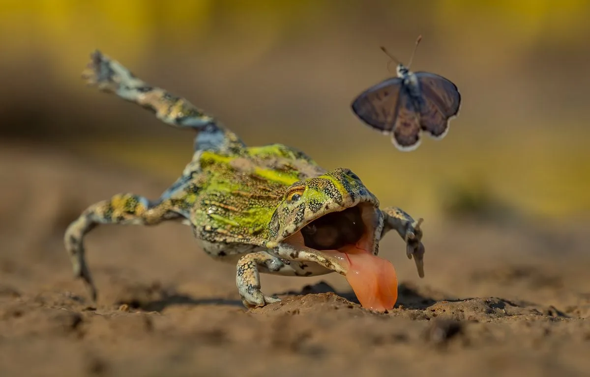 Wildlife Photographer of the Year 2026 : Attaque de crapaud, ours dans une piscine... Les plus belles photos animalières