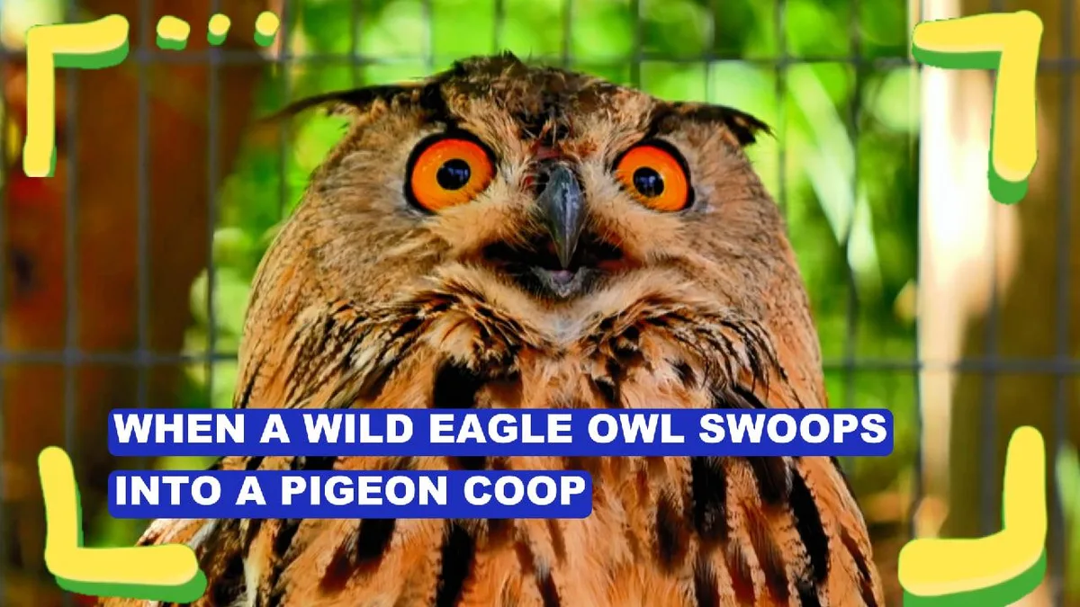 When a wild eagle owl swoops into a pigeon coop