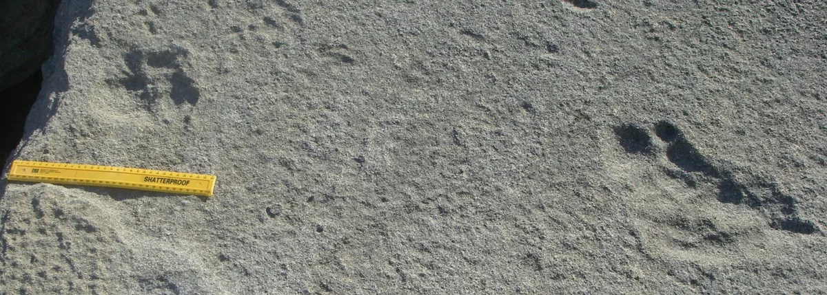 Lion tracks from the ice age: how two ways of seeing brought ancient animals to life