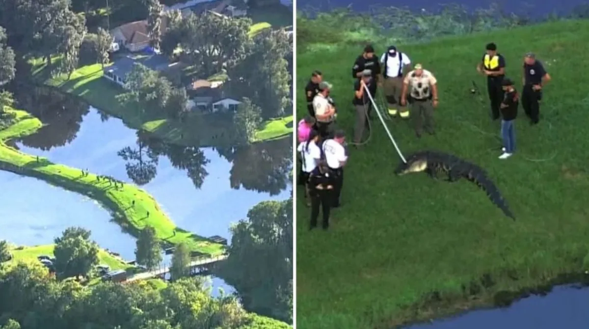 Un pescador de 71 años murió luego de ser atacado por un caimán en un lago de Estados Unidos