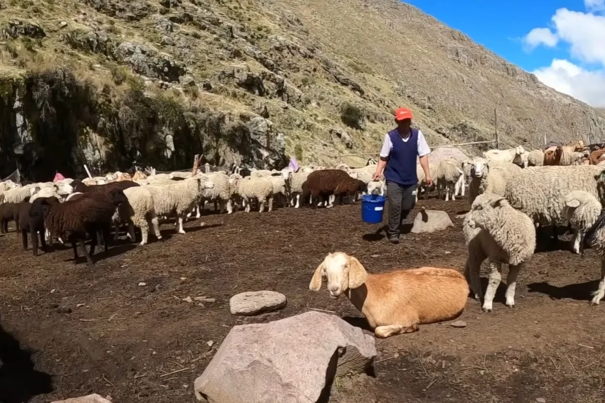 Alfonso, criador de 200 cabras a 4000 metros de altura en Perú: “Me cansé de ser peón; pensé en mi futuro y mis animales... prefiero mi animal”
