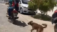 Cadela é encontrada em montanha de lixo flutuante no Rio Pinheiros