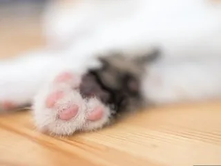 Plus de 70 chats secourus dans un appartement à Paris, des chatons morts retrouvés dans le congélateur