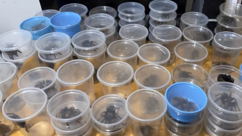 Aseguran 95 especies protegidas en un autobús sobre la carretera Juárez-Chihuahua