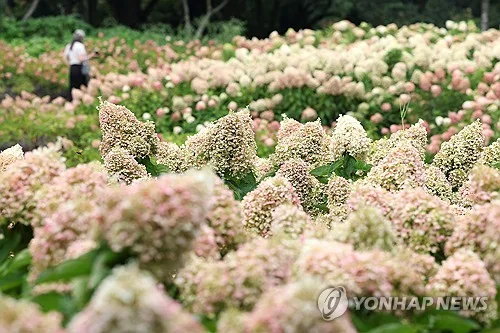 제주 무더위 속 가끔 비…예상 강수량 5∼20㎜