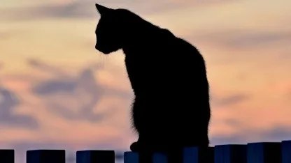 Kettenhemd statt Katze: KI hat gravierende Schwächen beim Erkennen von Formen