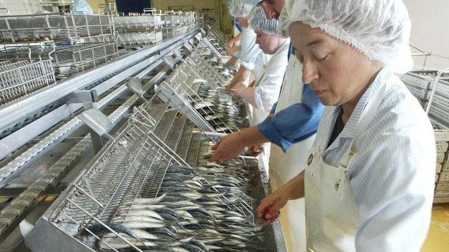 Le retour à la mode de la sardine dans nos assiettes