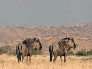 Grande migration, naissances, saison sèche, prix… Quelle est la meilleure période pour faire un safari en Tanzanie ?