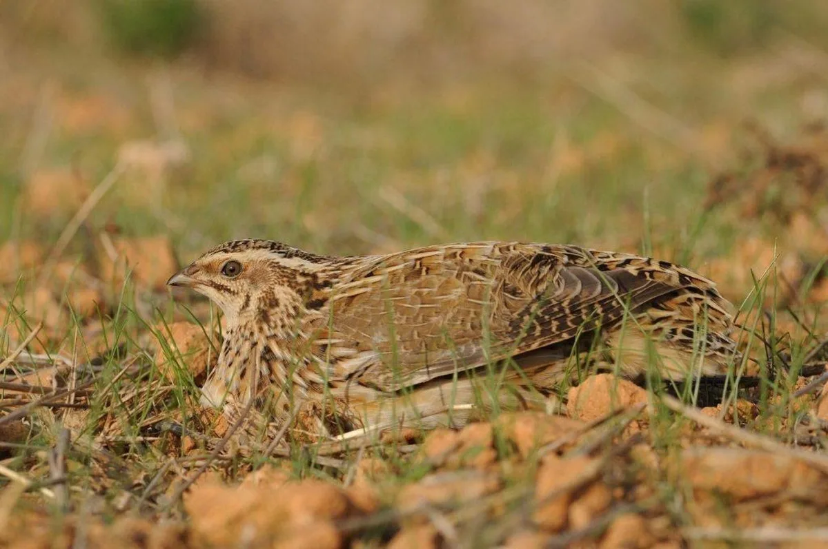 SEO/BirdLife pide a las comunidades autónomas suspender la caza de especies en declive durante la media veda