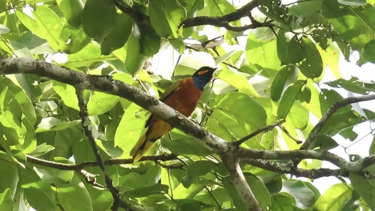 Exploran un bosque remoto en África y encuentran una especie que se creía extinta desde hacía 13 años