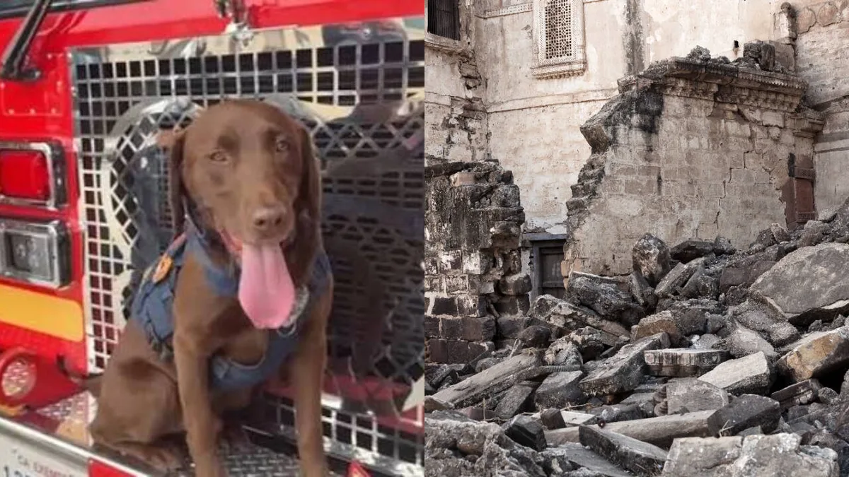 Meet Joey, rescue dog who found 3 people alive under earthquake rubble