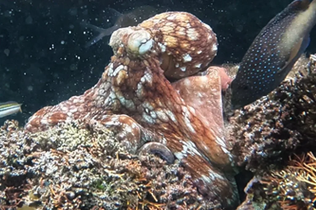 Polvos formam “clube da luta” no fundo do mar para atacar peixes