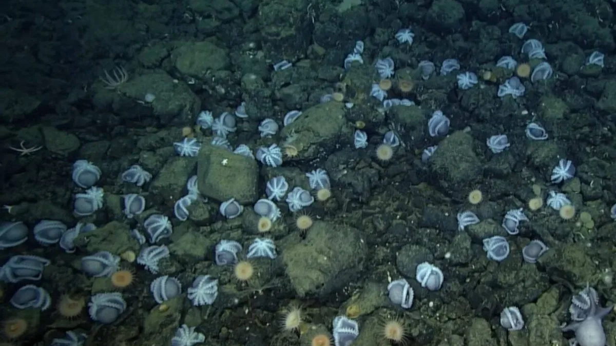 Scientists discovered an underwater city of 20,000 octopus nests deep inside California coast
