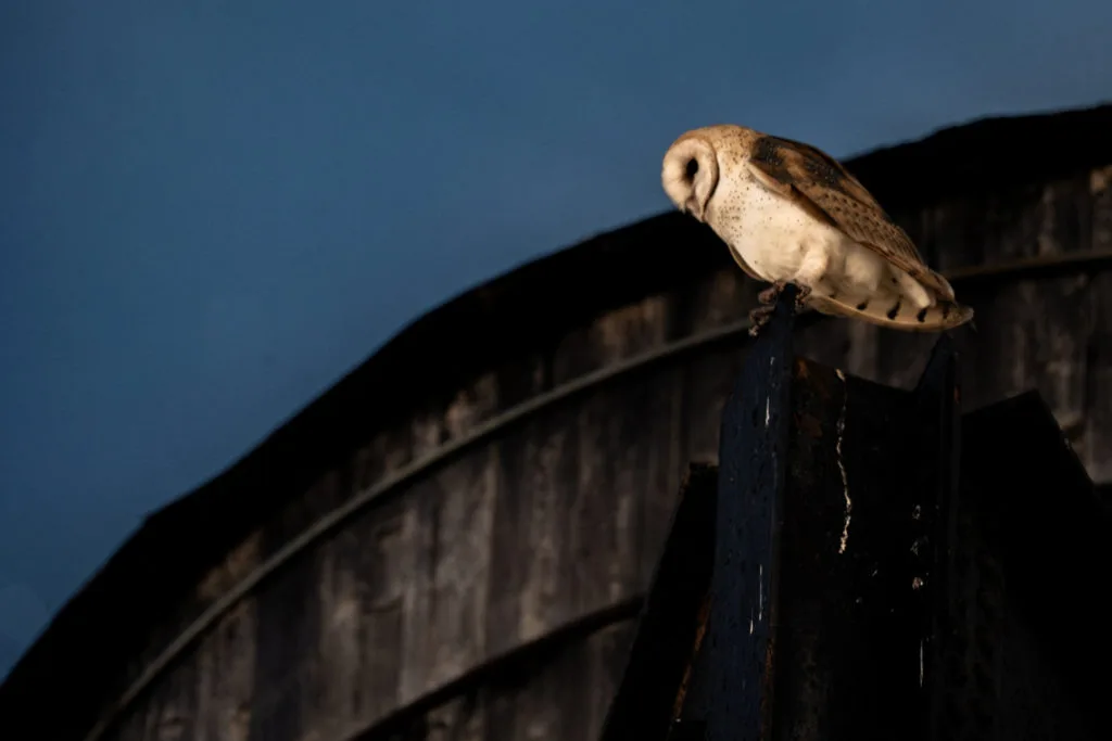 A rare family of barn owls moved into Manhattan's Upper West Side, captivating New Yorkers
