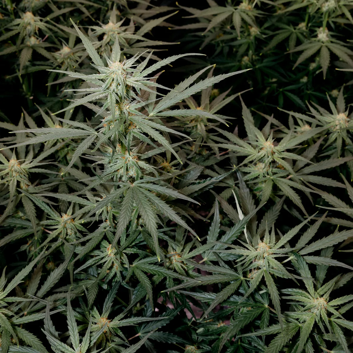 As More Americans Turn to Cannabis, Problem Use Is Increasing