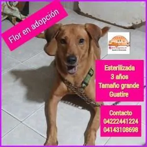 Cartelera de adopciones