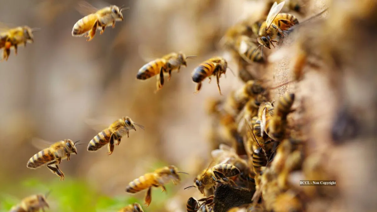 5.5 million wild bees found beneath just 1.5 acres of New York cemetery