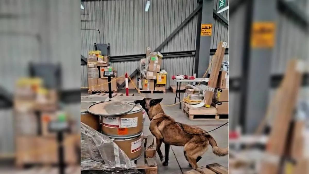 A Max no se le escapa nada: Perro ‘inspector’ descubre 245 kilos de metanfetaminas en el AICM