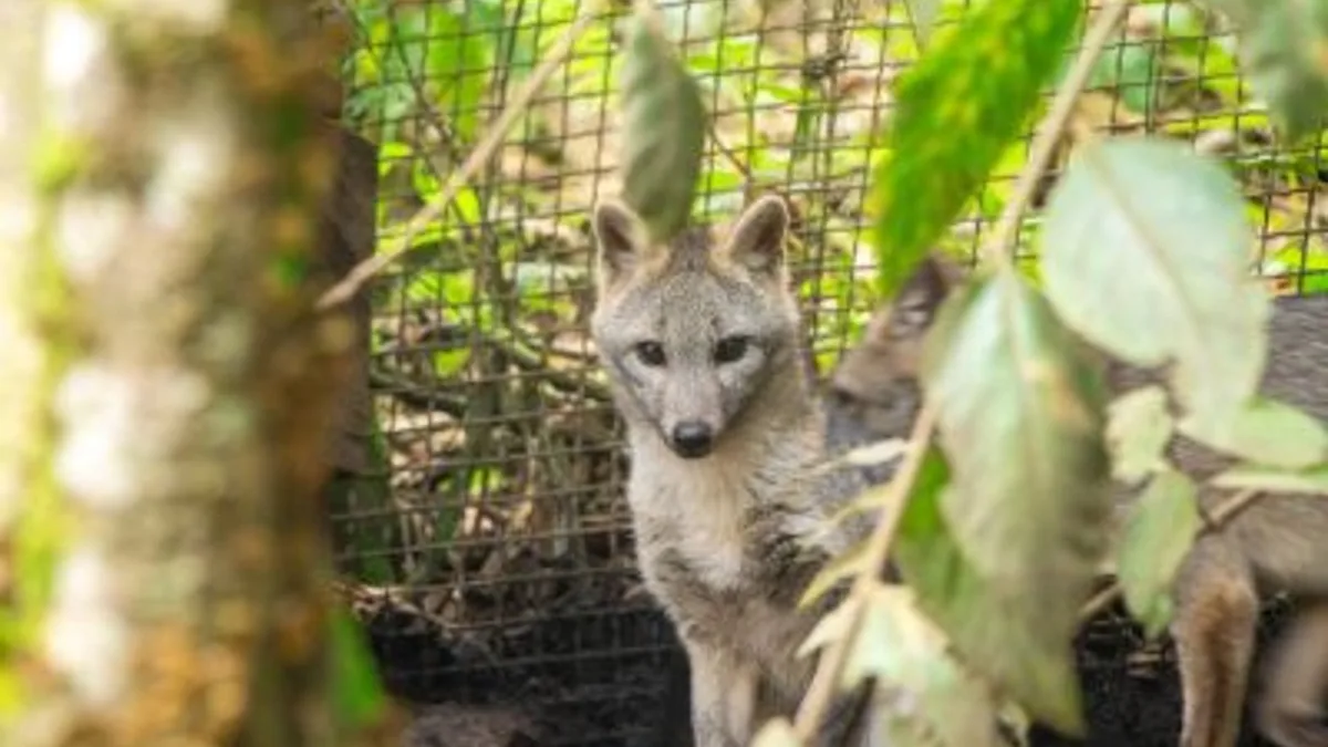 Zorra gris con rabia ataca a una niña en Quintana Roo; autoridades buscan a posibles afectados
