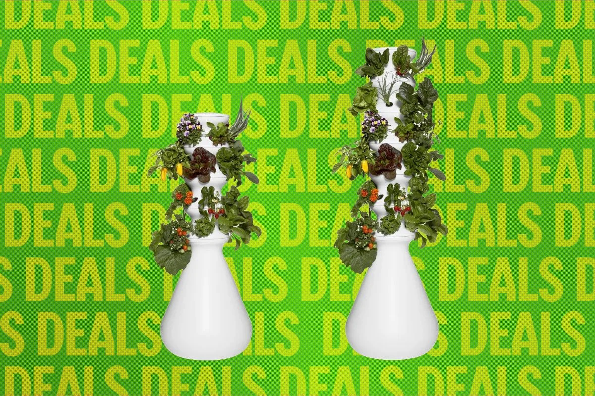 The Best Way to Avoid Diarrhea Lettuce? This Indoor Garden