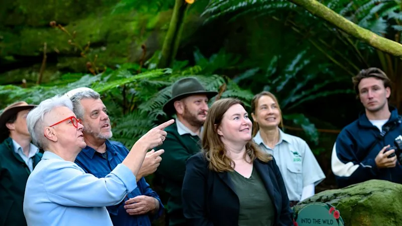 Inside the plan to vaccinate wild birds, starting with the little penguins at Manly