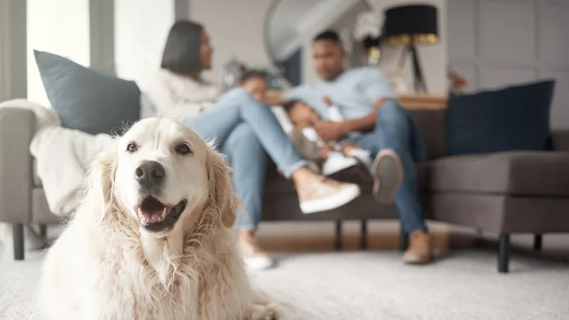 Shaynna Blaze on designing a home for your best friend