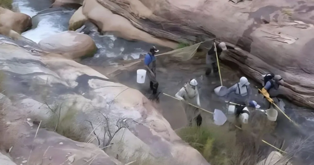 En 2006, eliminaron truchas marrones y arcoíris invasoras de un arroyo del Parque Nacional del Gran Cañón; tiempo después la población de peces autóctonos aumentó más del 400 %