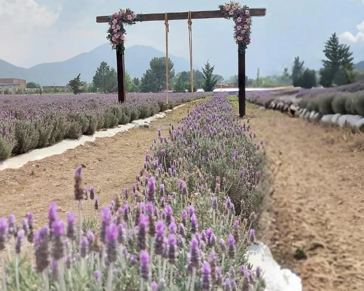 Suspenden visitas a campos de lavanda en Los Lirios, Arteaga, por daños a plantas y afectaciones a polinizadores