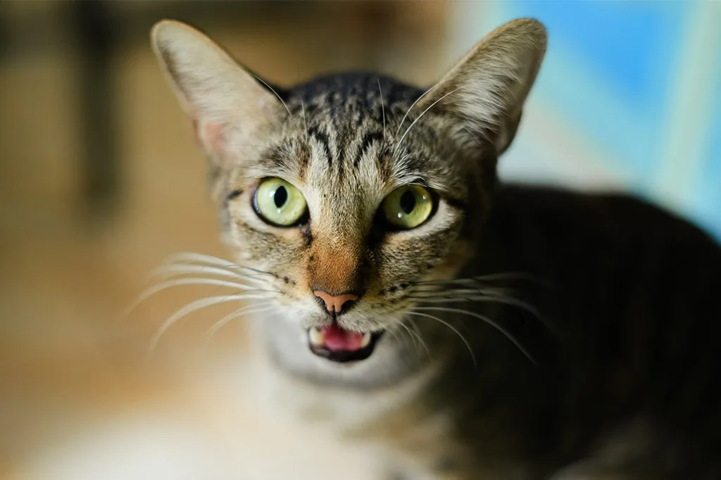 Por que gatos miam para você abrir a porta, mas não entram quando você abre?