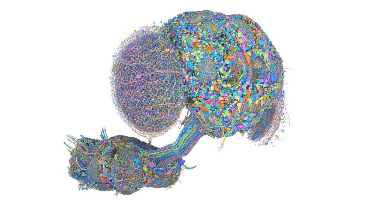 From dancing to playing poker, is there anything fruit fly brain can't do?