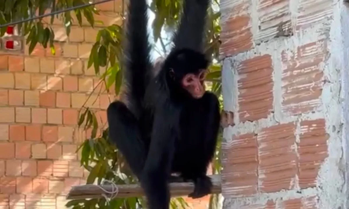 Macaco-aranha invade casas e circula por quintais no bairro Cachoeirinha, em Manaus; VÍDEO